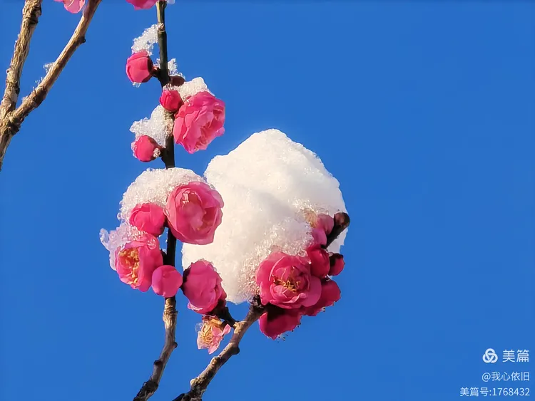 白雪红梅演绎世纪婚恋